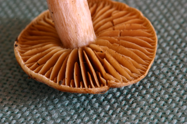 Cortinarius vernus